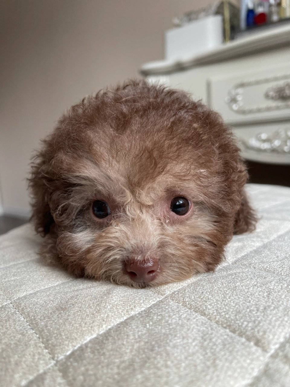 奶咖色泰迪的成长记录 开盲盒成功 我的奶豆妹  颜色越来越浅了  我