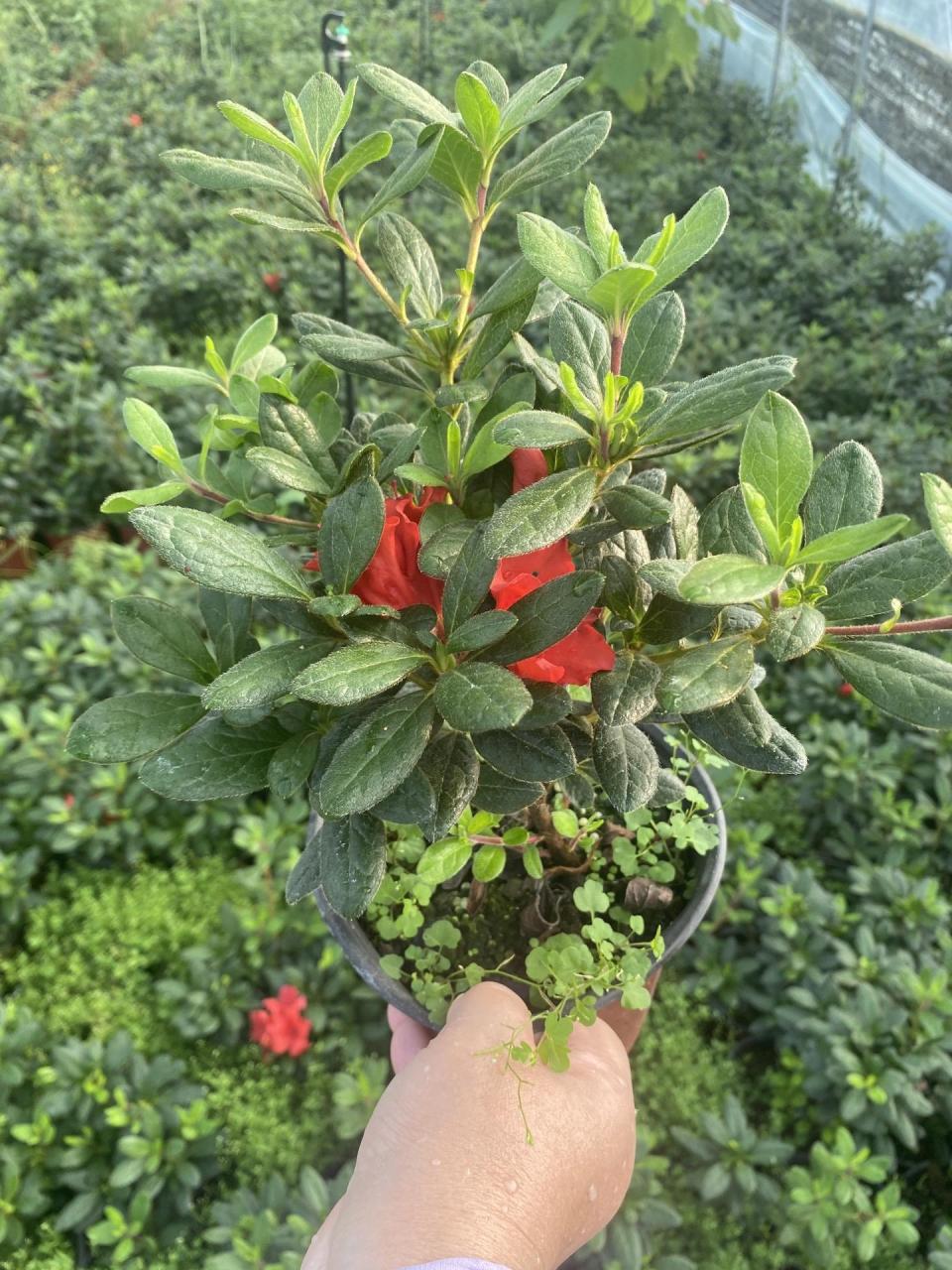 欣赏安酷四季杜鹃,(红皇冠,花冠)