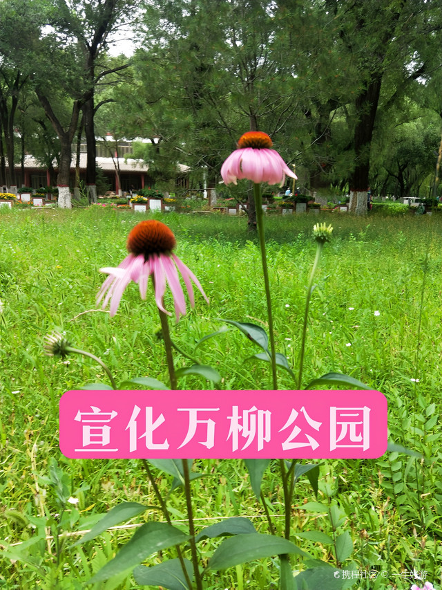 城市森林公园～～宣化万柳公园