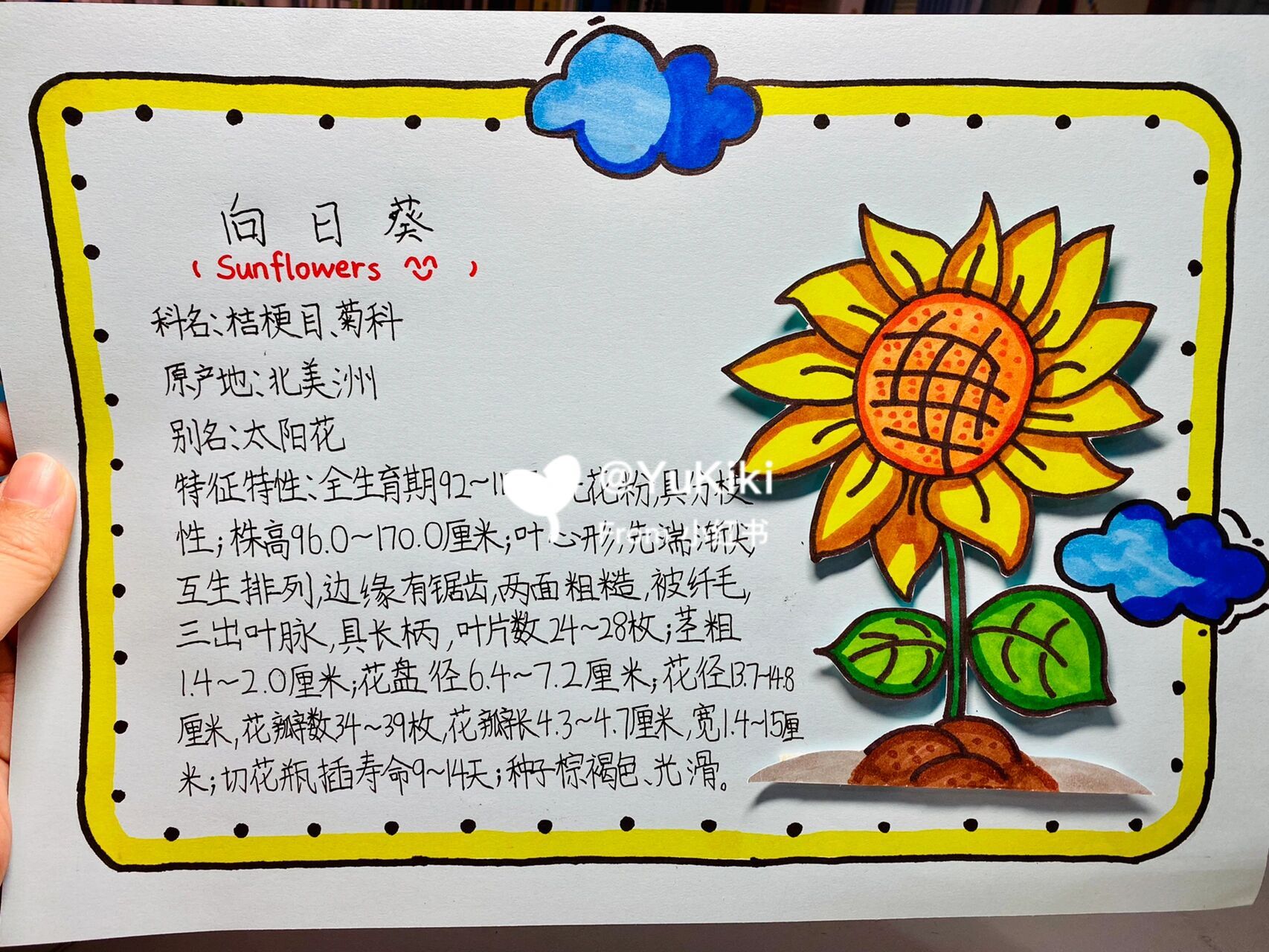 小学生作业之植物卡片 选好一个自己喜欢的植物 画上植物的样子,延边