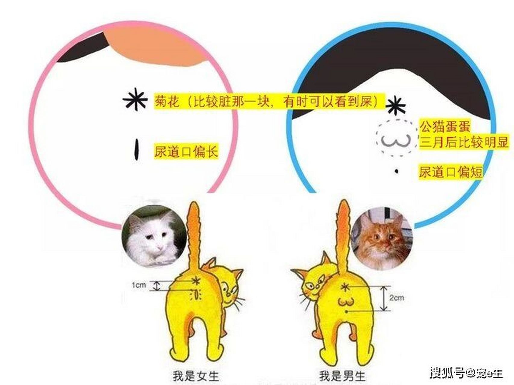 猫如何区分公母 图图片