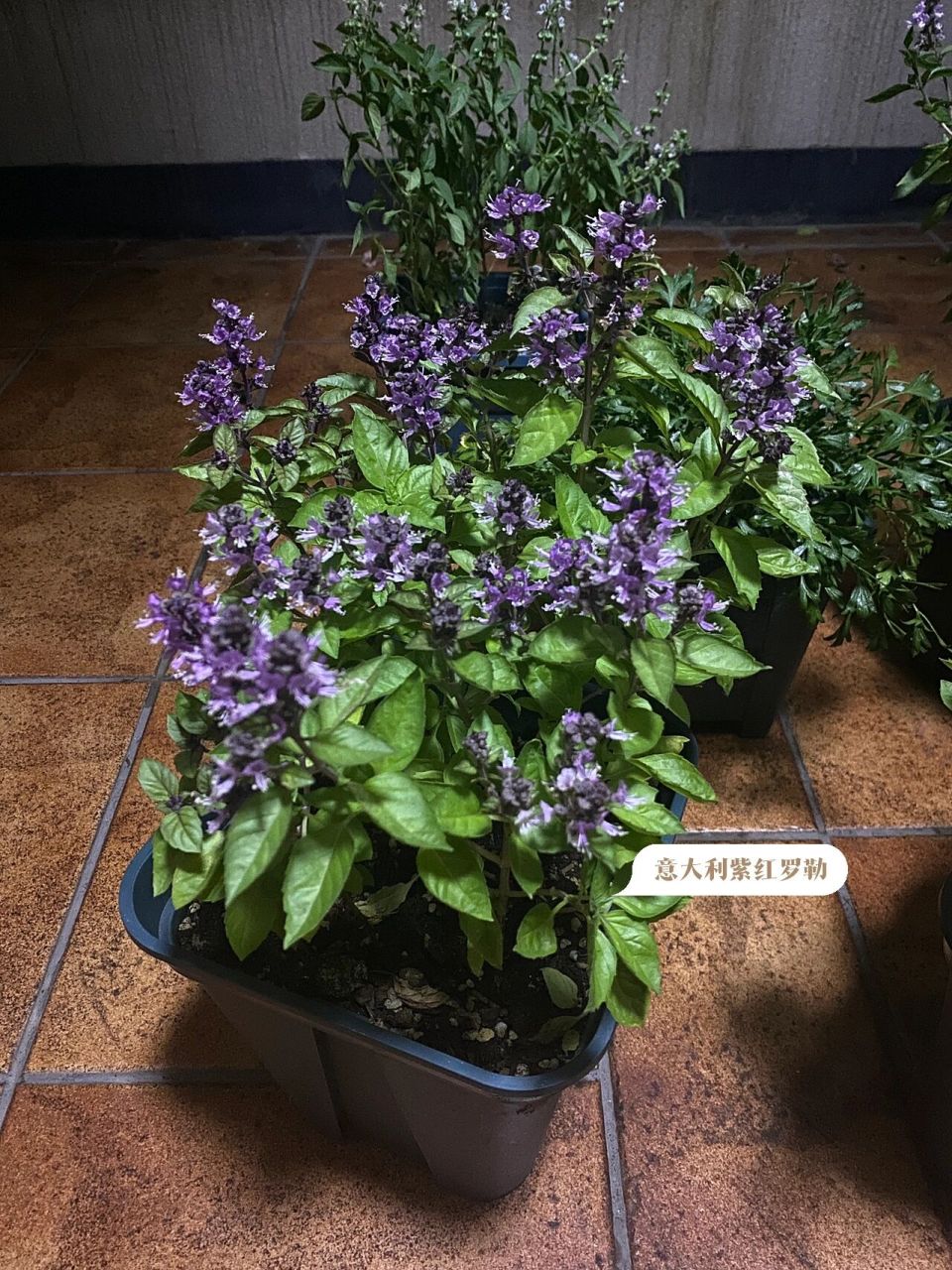 各种罗勒纷纷开花 罗勒的品种实在太多了 味道上差异也是挺大的 象