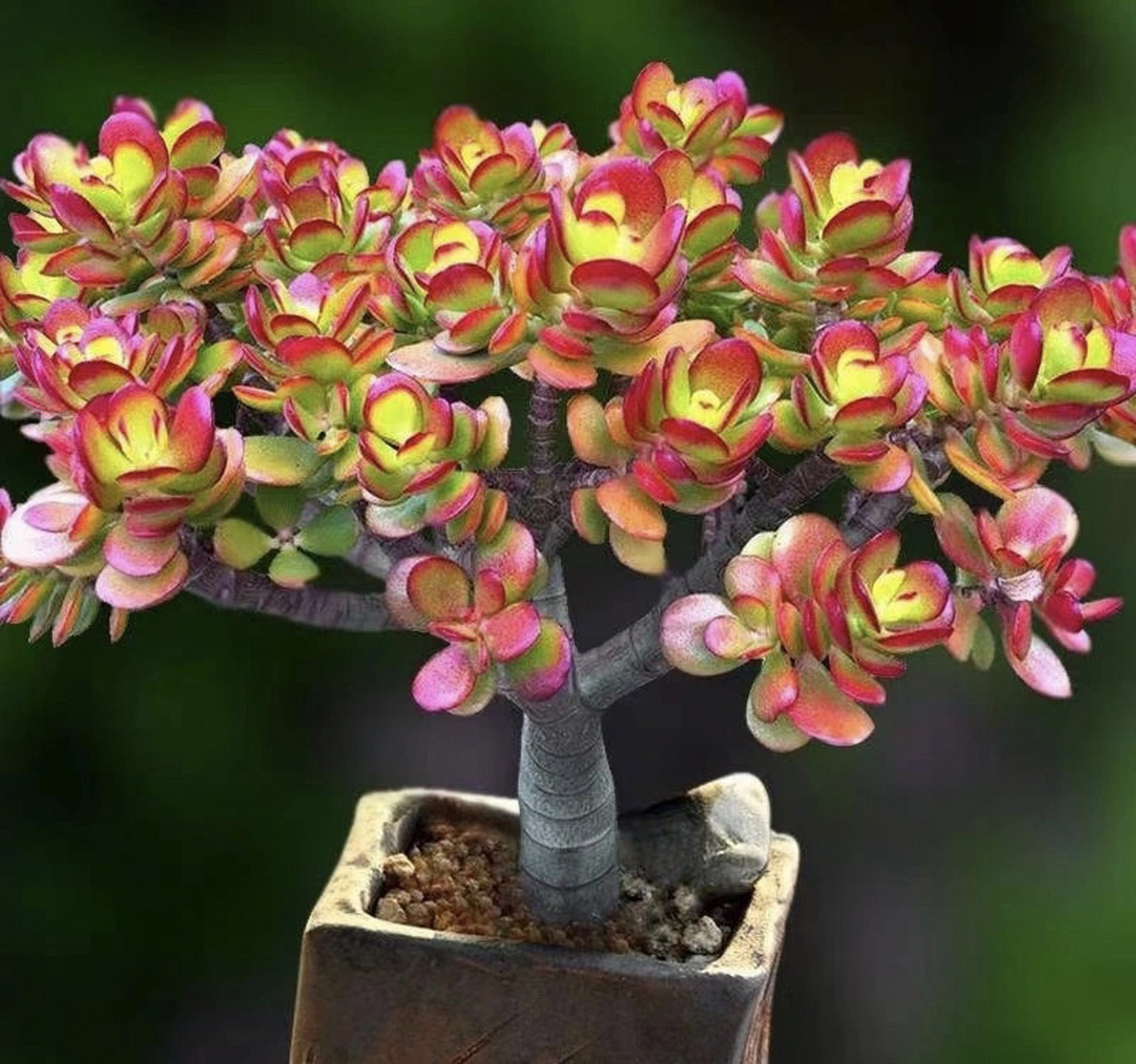 多肉姬红花月皮实好养,容易长成老桩 姬花月(crassula ovata minima