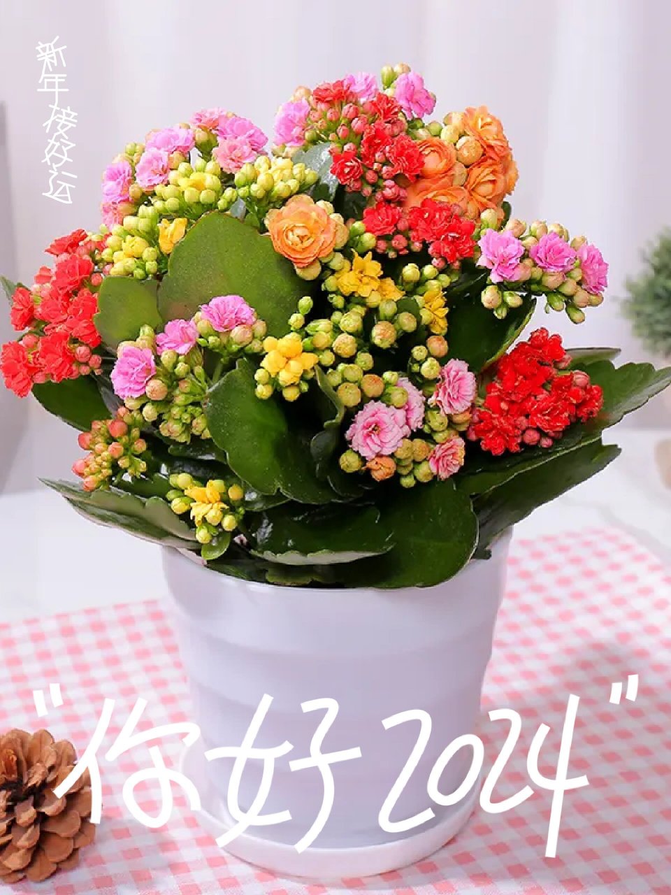 长寿花的花语 长寿花俗称"寿星花","好运花", 学名也叫圣诞伽蓝菜.