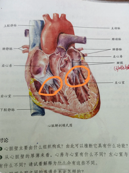 左心房和左心室是连通的,它们之间由二尖瓣分隔