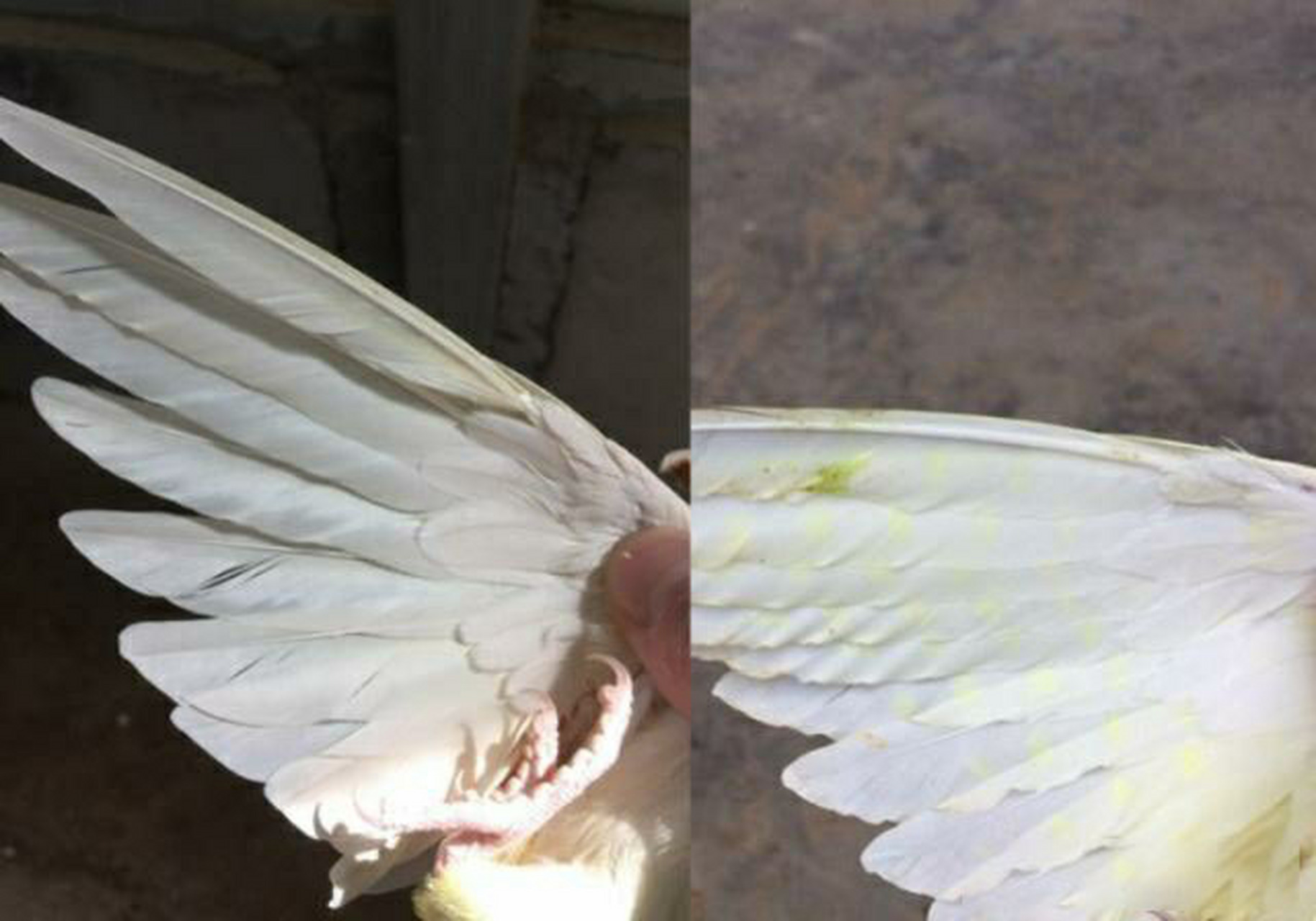 简单教你如何准确准确分辨玄凤鹦鹉公母 瞎逼逼:能验卡的可选择验卡