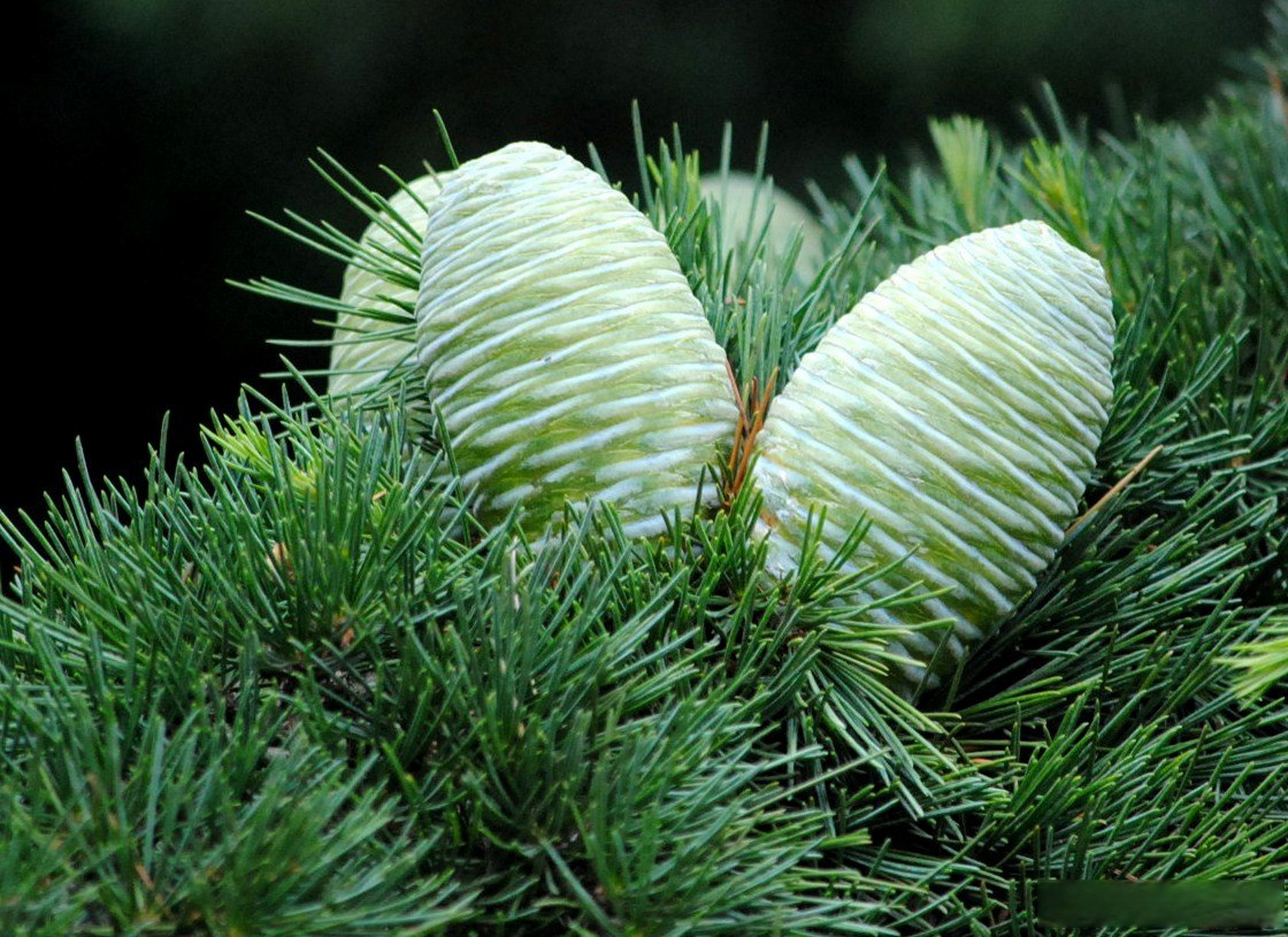 雪松 雪松是世界著名的庭园观赏树种之一.