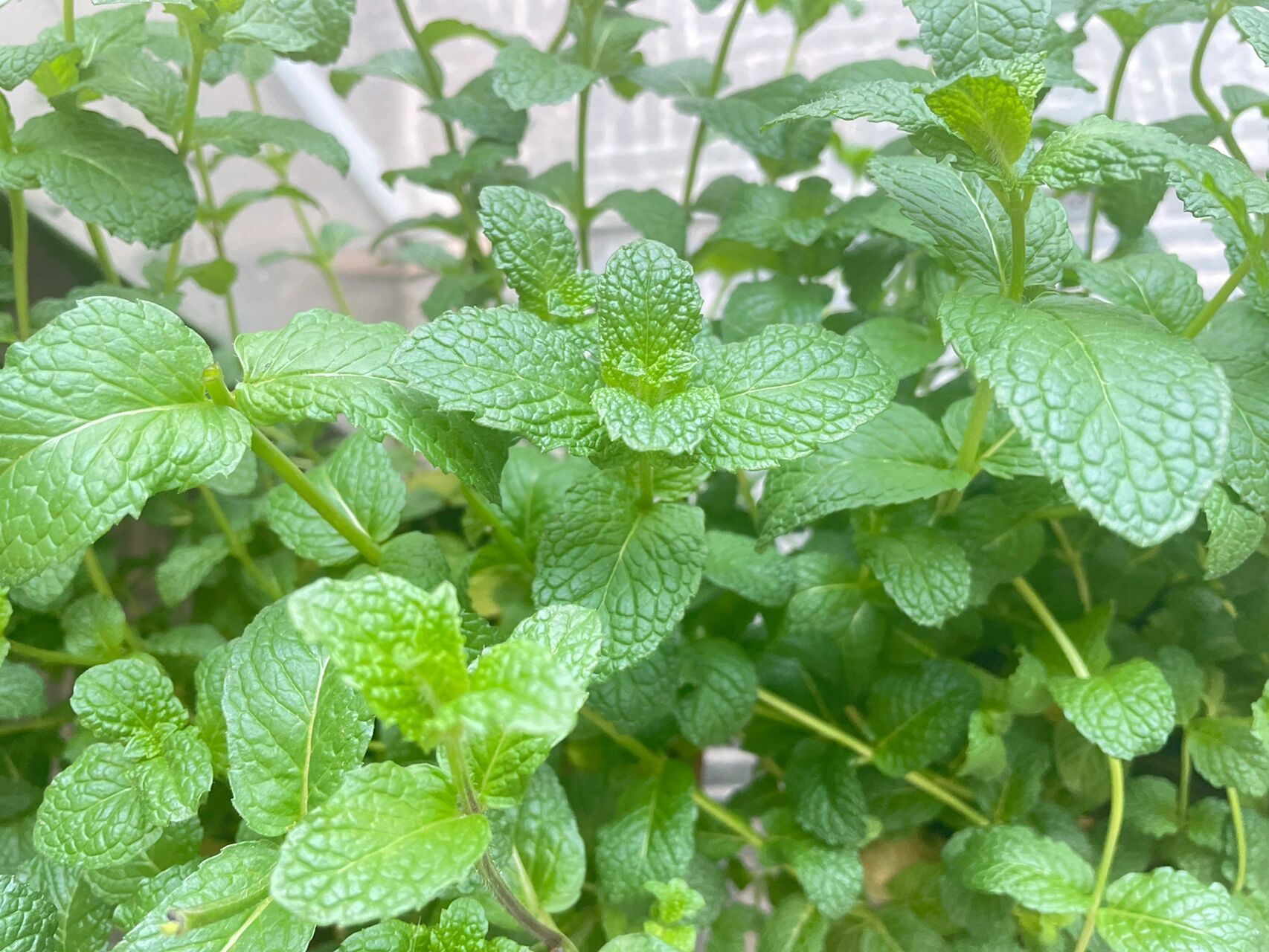 薄荷和藿香怎么样泡才碧绿呢 喜欢天然的茶 藿香95薄荷95 先用