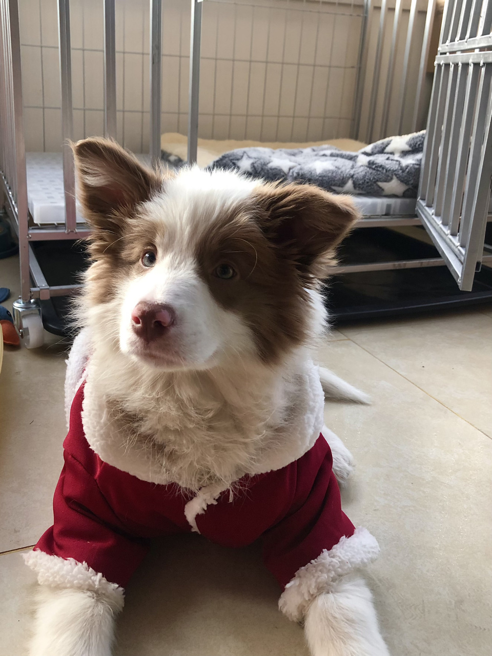 两个半月小奶狗已经立耳了17 我的小奶狗不见了 春节回家朋友帮养了