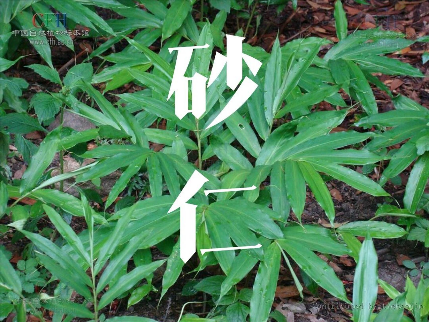 满子学中药(12)——砂仁 92砂仁:化湿药.