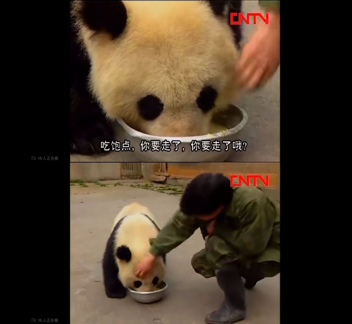 谁懂啊,大熊猫高高纪录片《回家》把我看哭了 值得一看的94纪录片