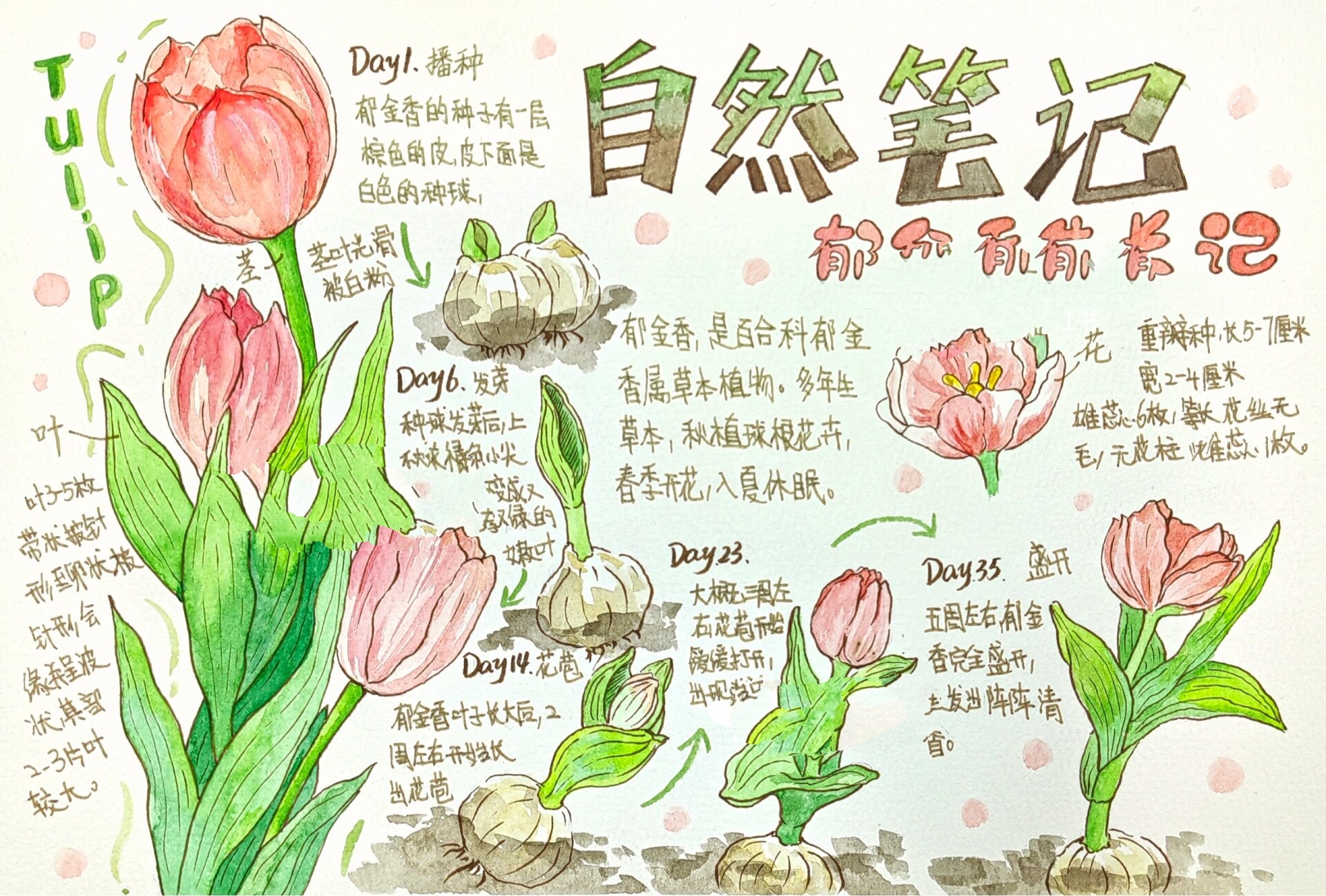 植物笔记—郁金香