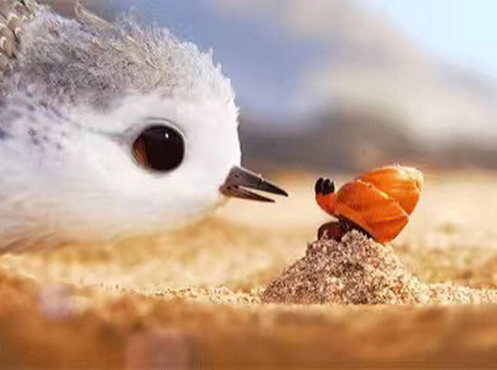 奥斯卡最佳动画短片 孩子百看不厌 鹬蚌相争的yu  就是这种小鸟在动画