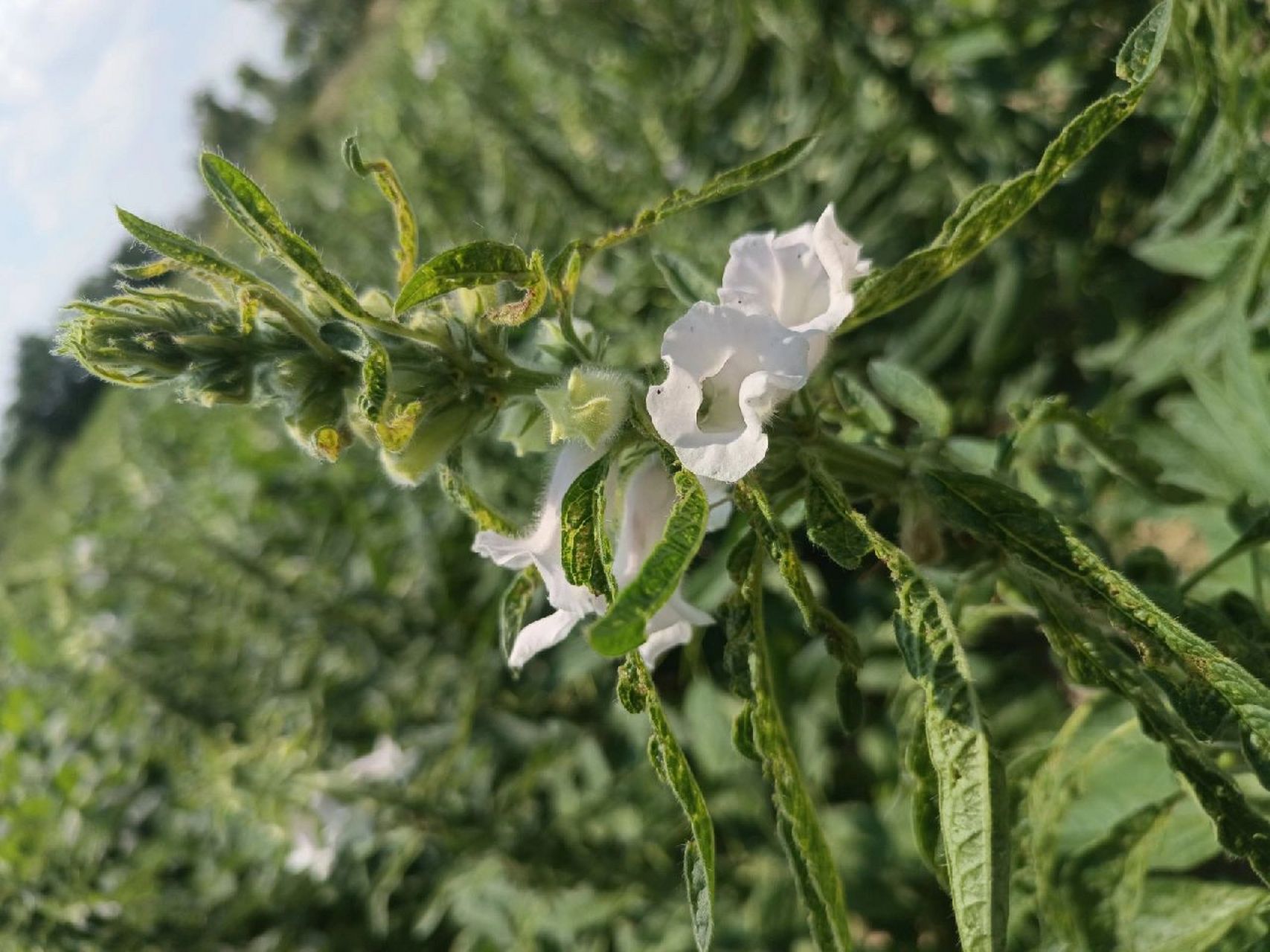 别名:脂麻,胡麻 科:胡麻科 特征:一年生直立草本植物 习性:喜温植 