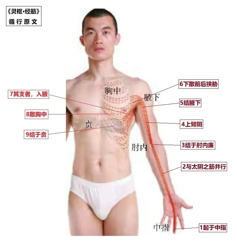 推荐收藏,十二经筋高清真人图解(四)!