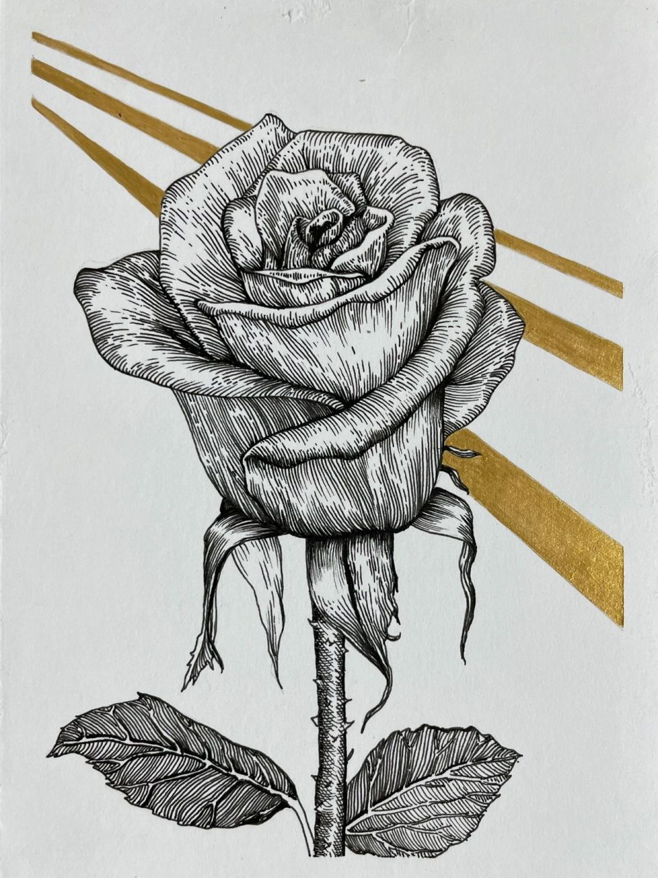 手绘花系列～速写线描玫瑰花95教程 工作室出品~手绘线描花卉系列