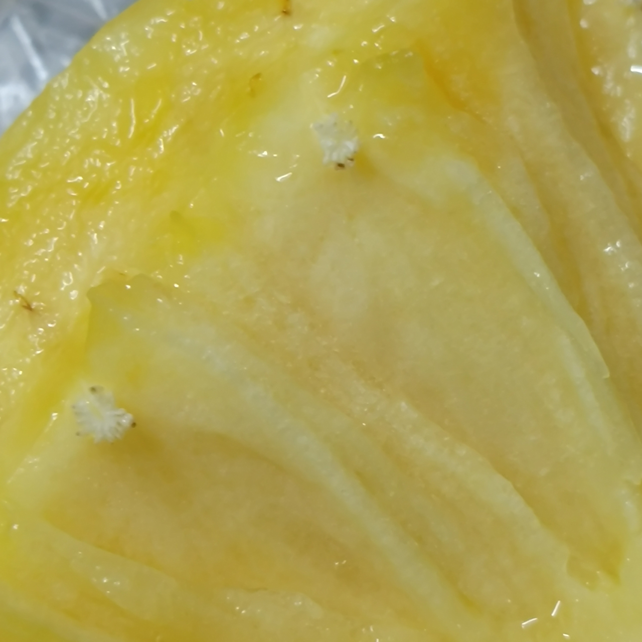 菠萝上面的白点点 今天吃菠萝,第一次注意到它上面有那种白色的,感觉