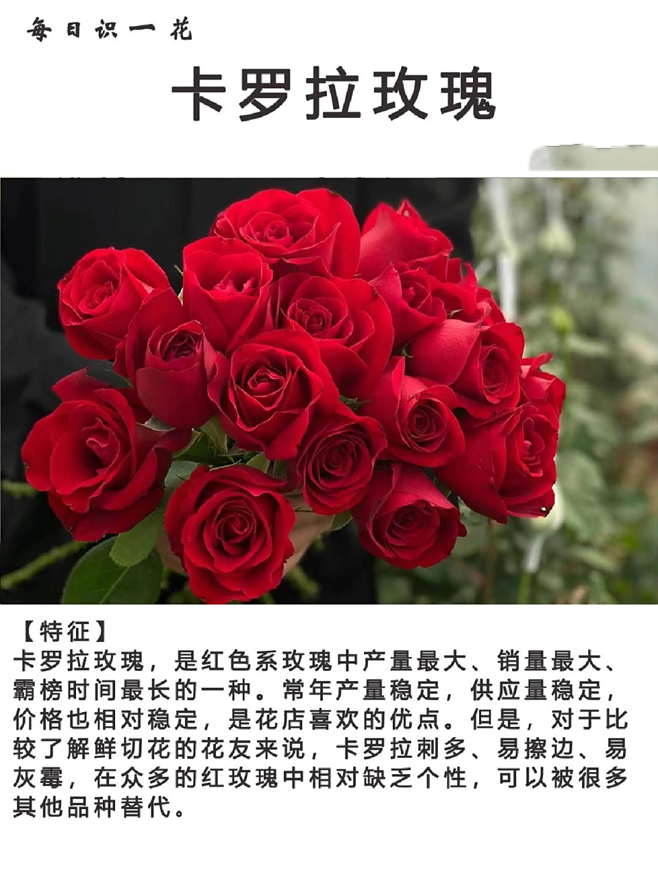 day002|每日识一花|卡罗拉玫瑰 卡罗拉玫瑰 卡罗拉玫瑰号称"super red