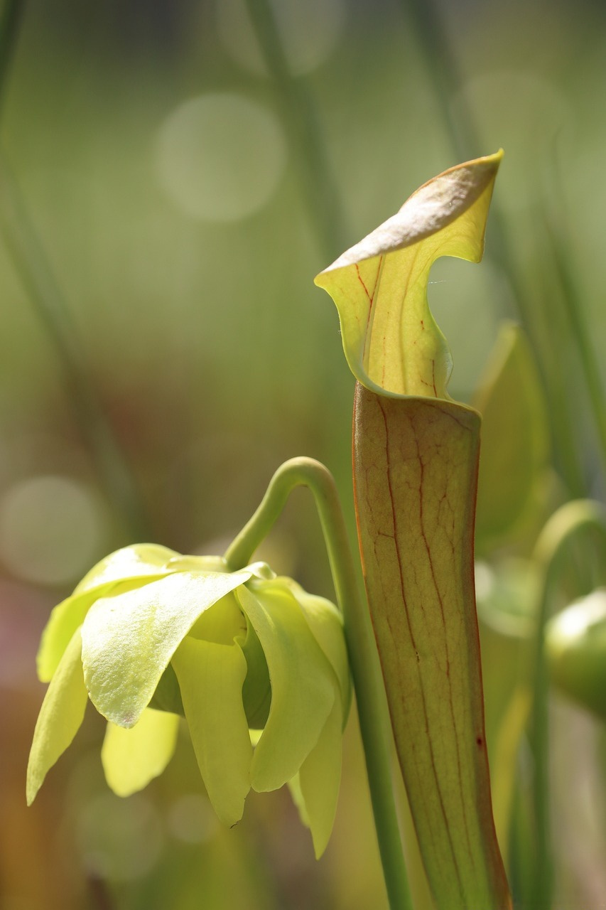 【食肉植物|瓶子草】[微风]  瓶子草属(sarracenia)归属于瓶子草科