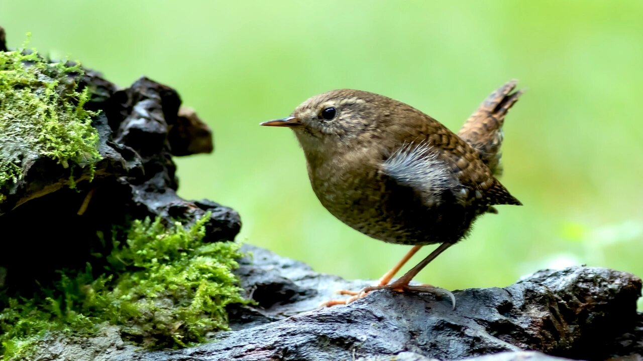 鹪鹩(jiaoliao) 鹪鹩在《中国鸟类野外手册》编号848(学名