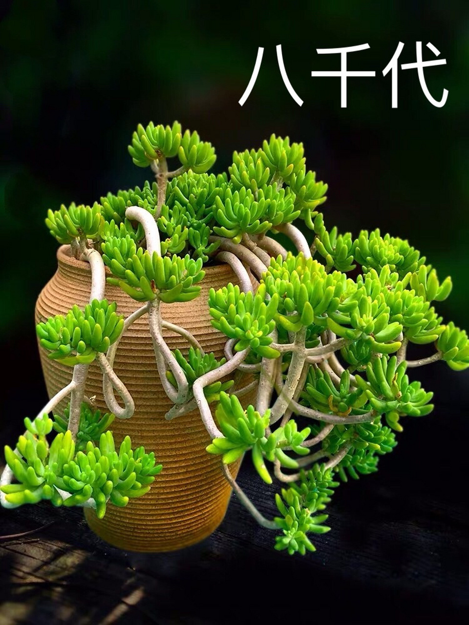 7715每天认识一款多肉9591|八千代| 78八千代(sedum coryne