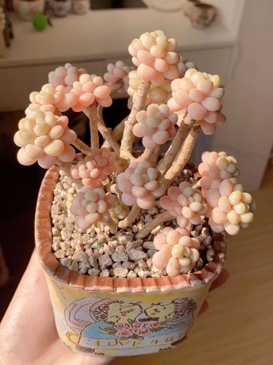 多肉洛可可 阳光下的洛可可更加美丽灿烂