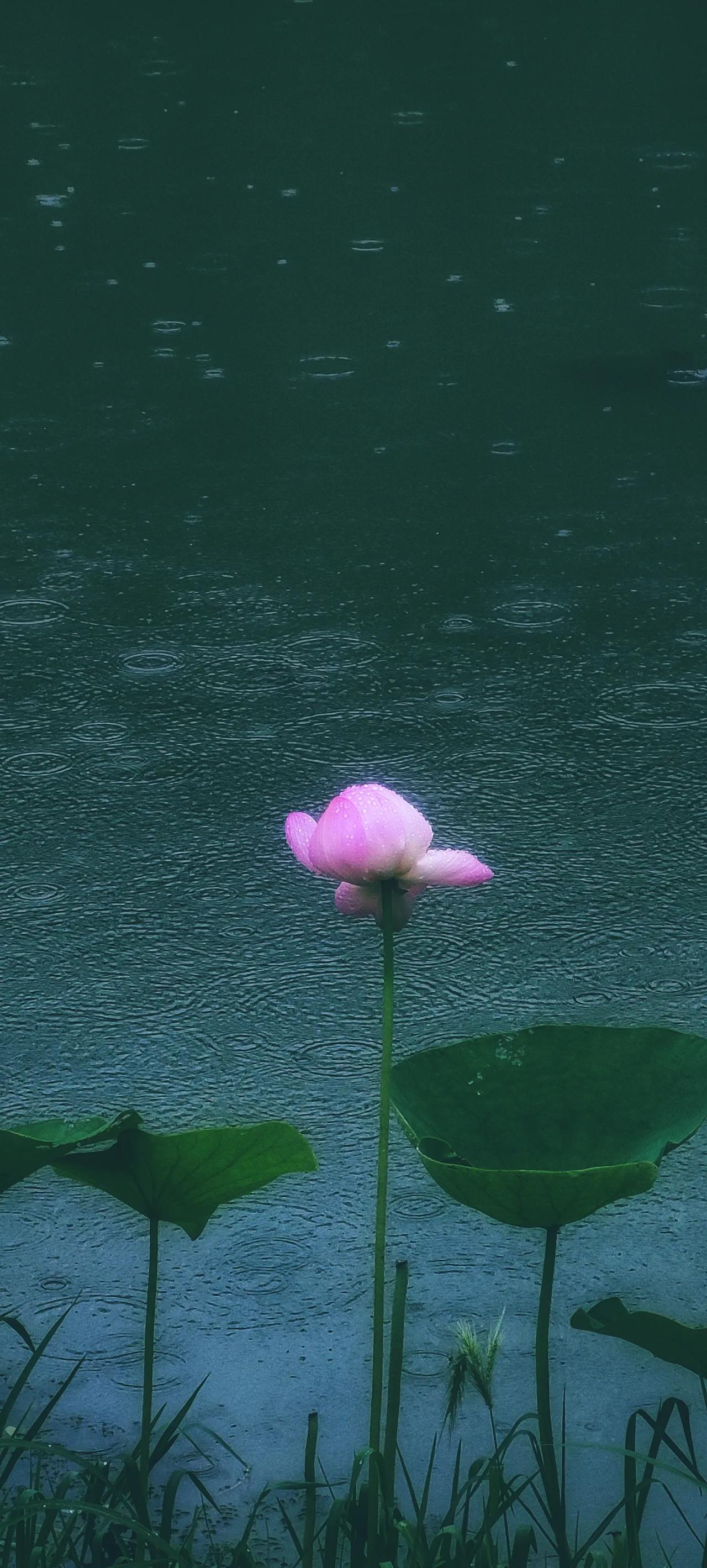 一朵最美的荷花美丽的荷花的图片水面浮出荷花 摄影最美荷花风景美妙