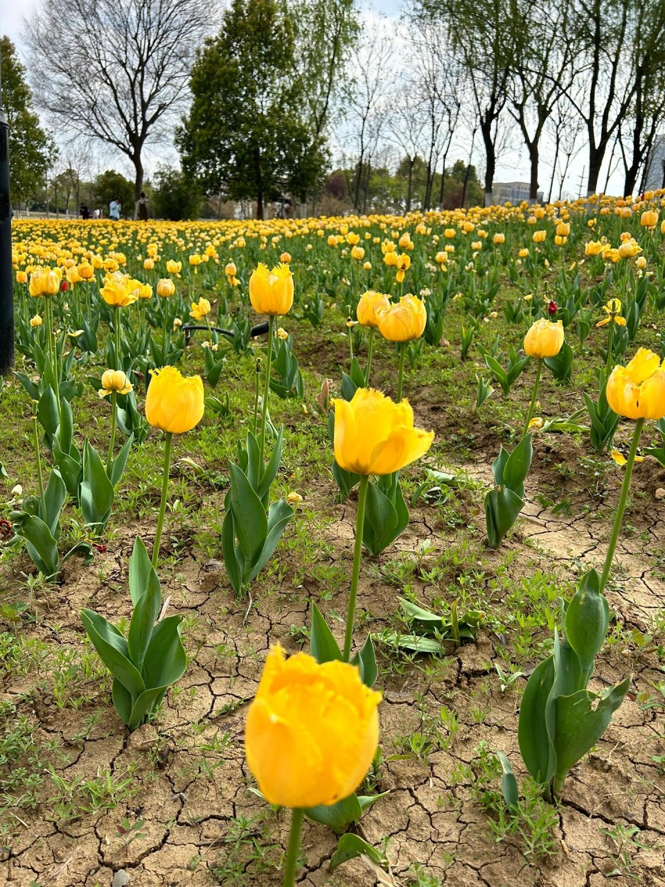 蜀山区四季花海公园 郁金香正当时 大片各色郁金香 免费入园 蔚蓝天空