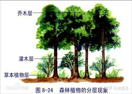 树木形成层的清晰图片图片