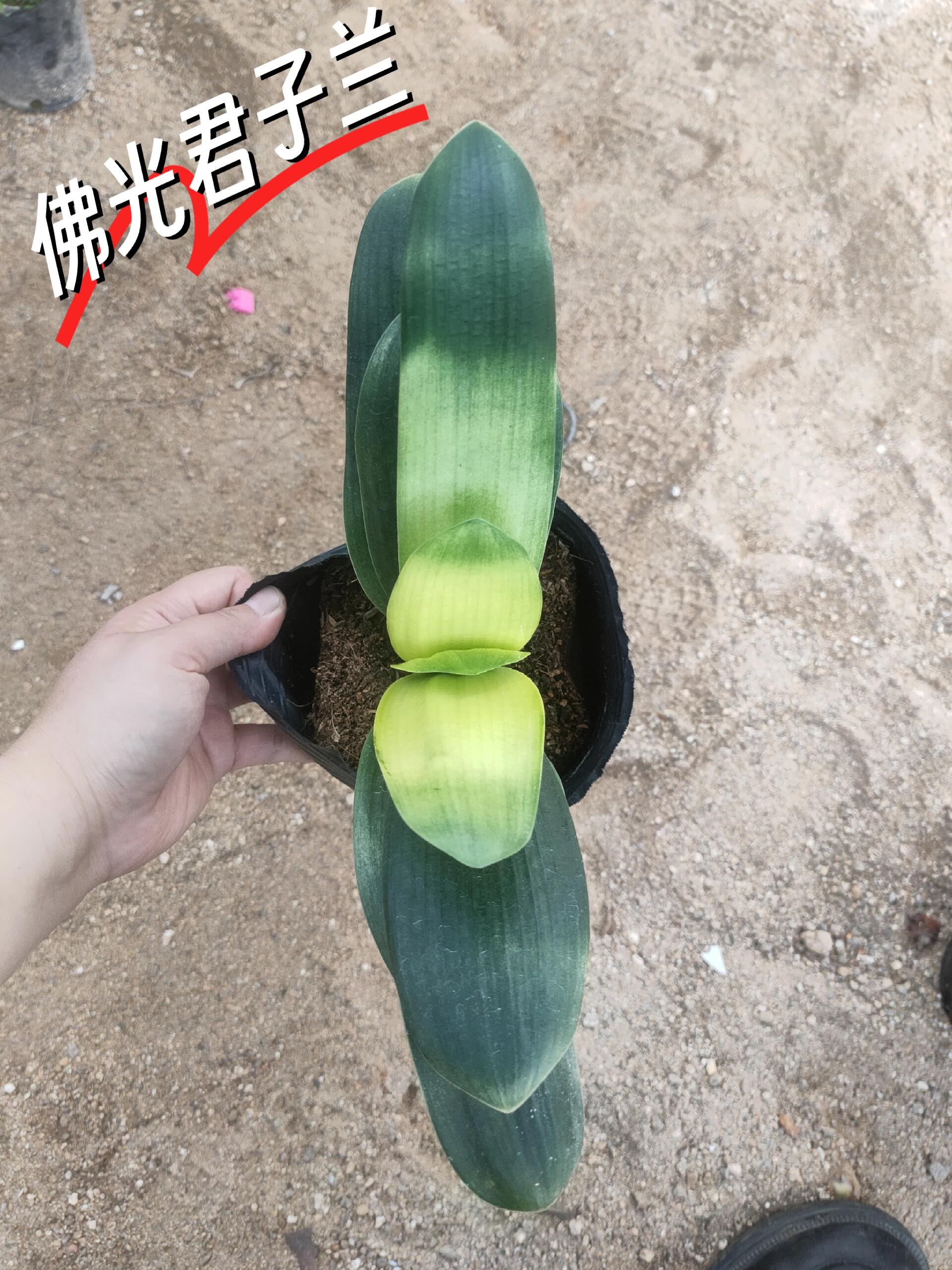 佛光君子兰欣赏欣赏