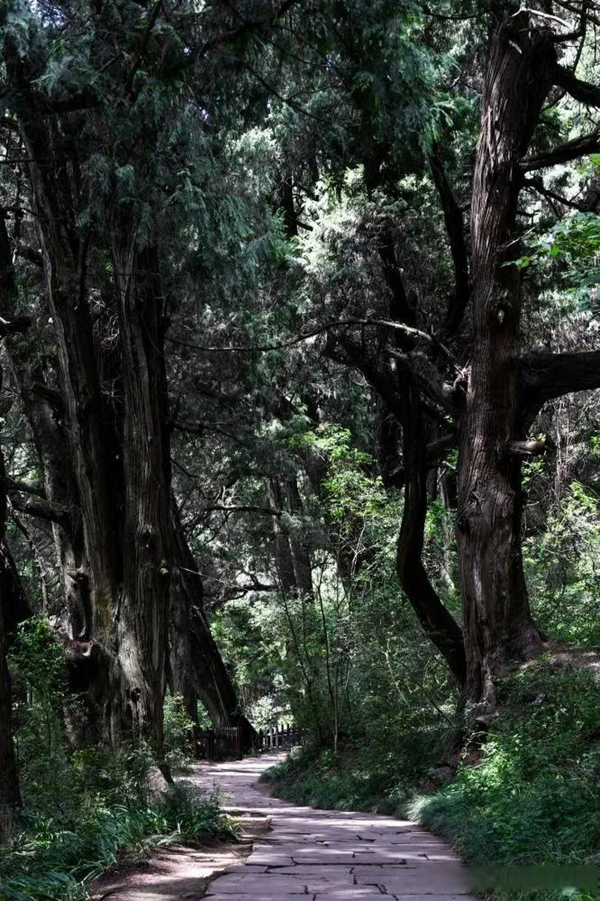 历史 成都大运会  翠云廊古蜀道是指以四川省广元市剑阁为中心,西至