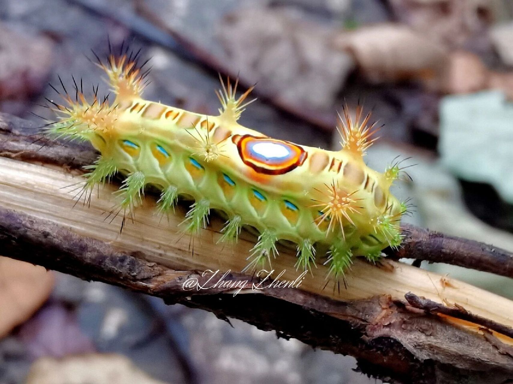 洋辣子(一):"虫眼"