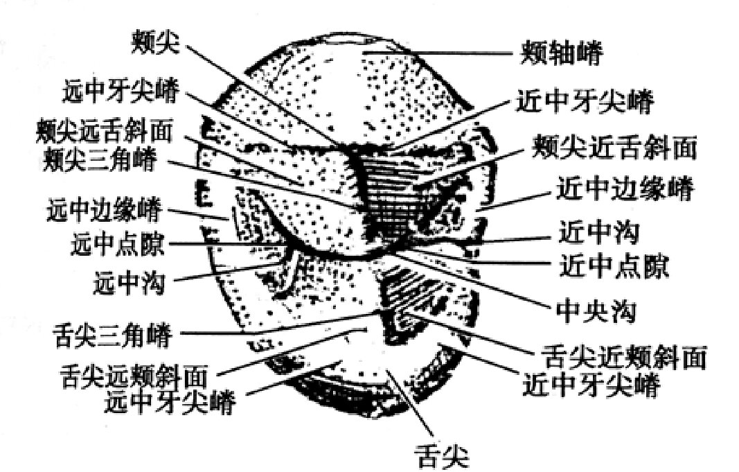 牙冠腔图片