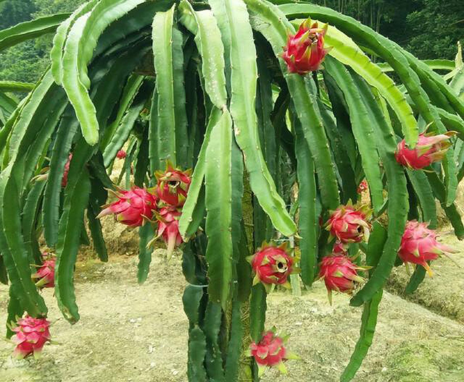 火龙果植物图片