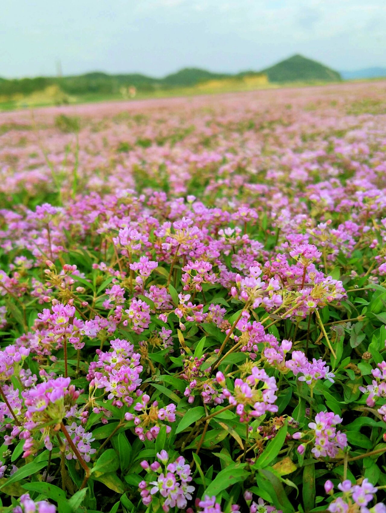 鄱阳湖蓼子花图片