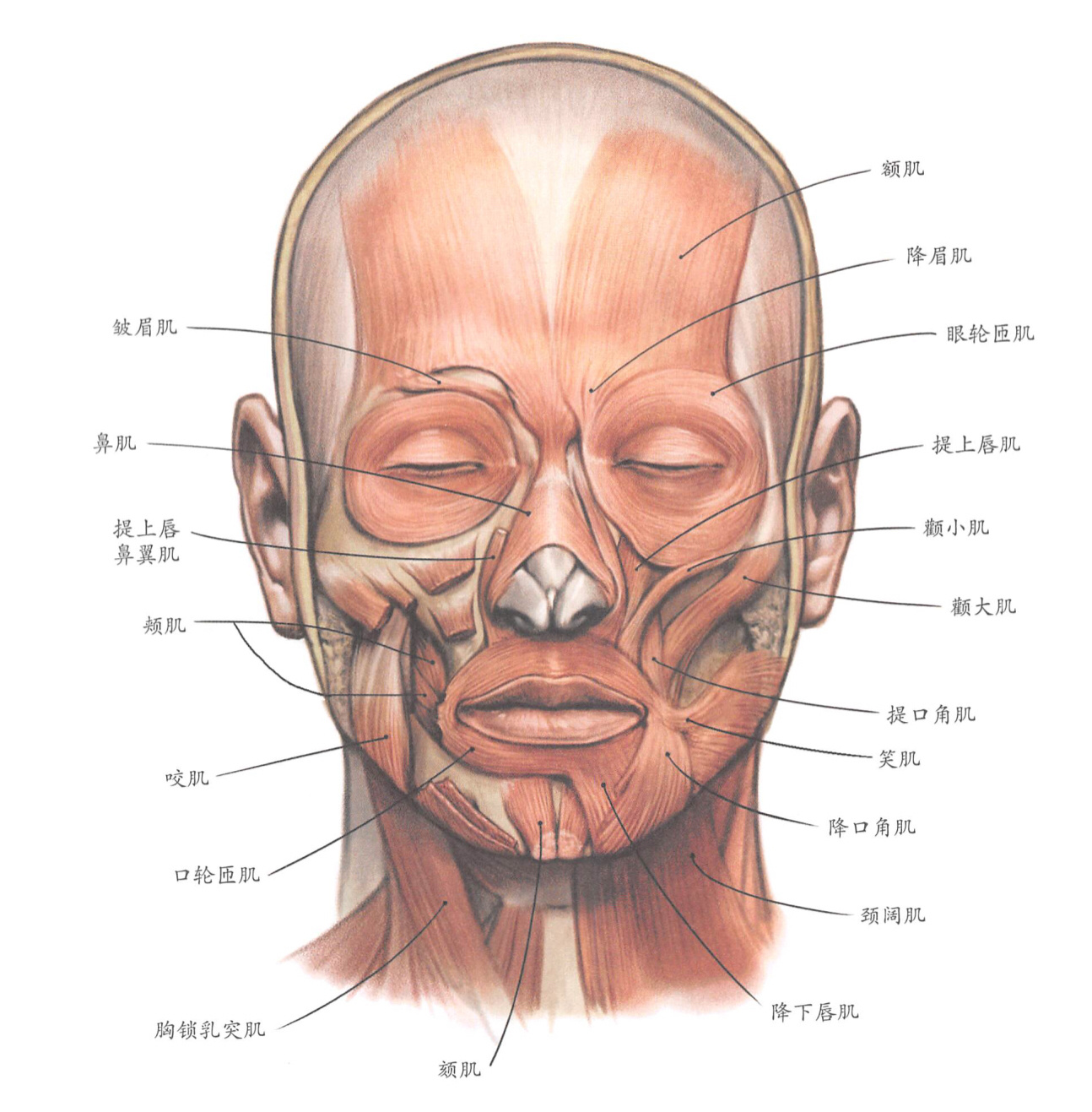 面部表情肌集合