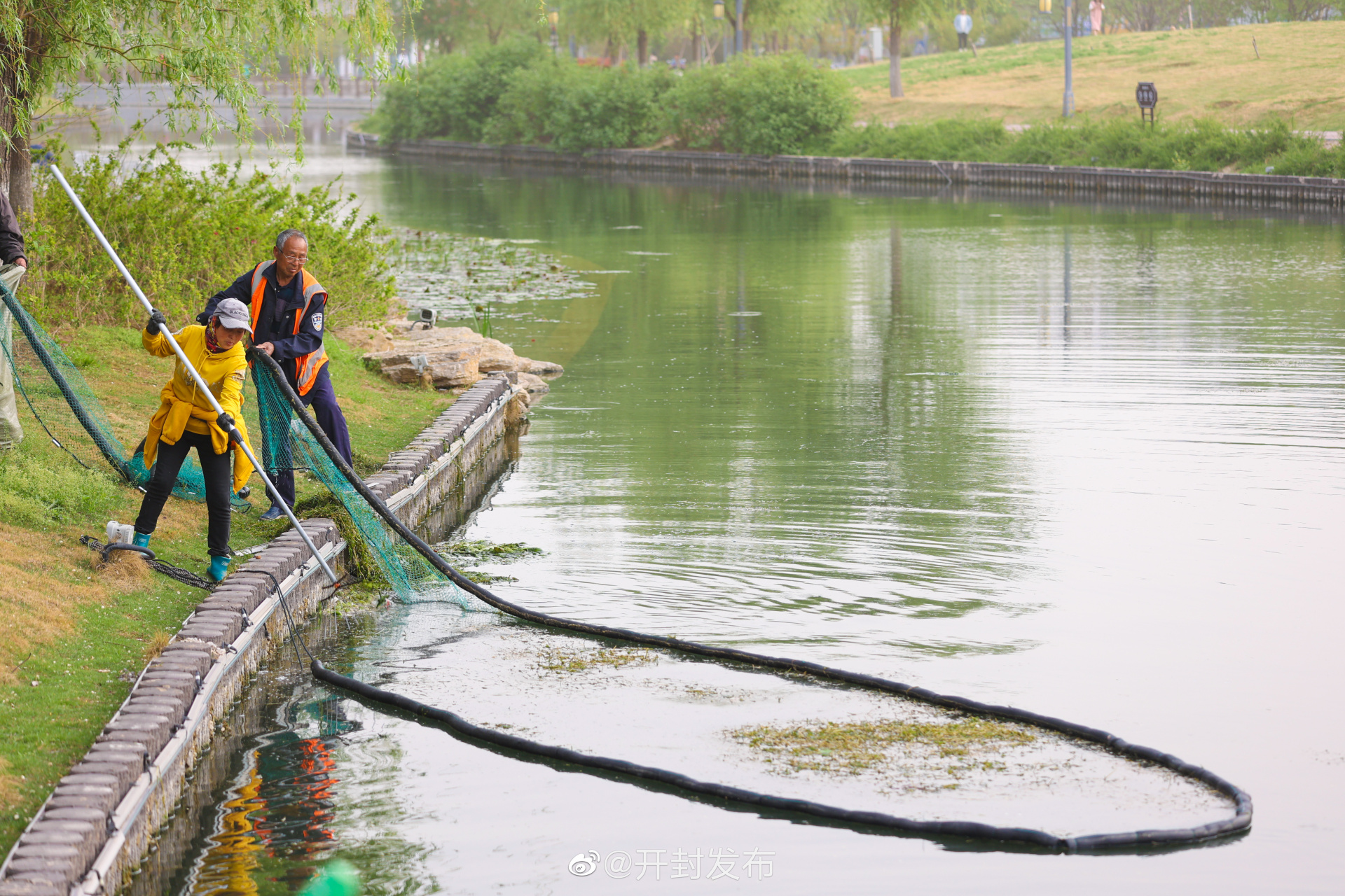 4月12日,随着气温日渐升高,城区河道内水草进入迅速生长期.