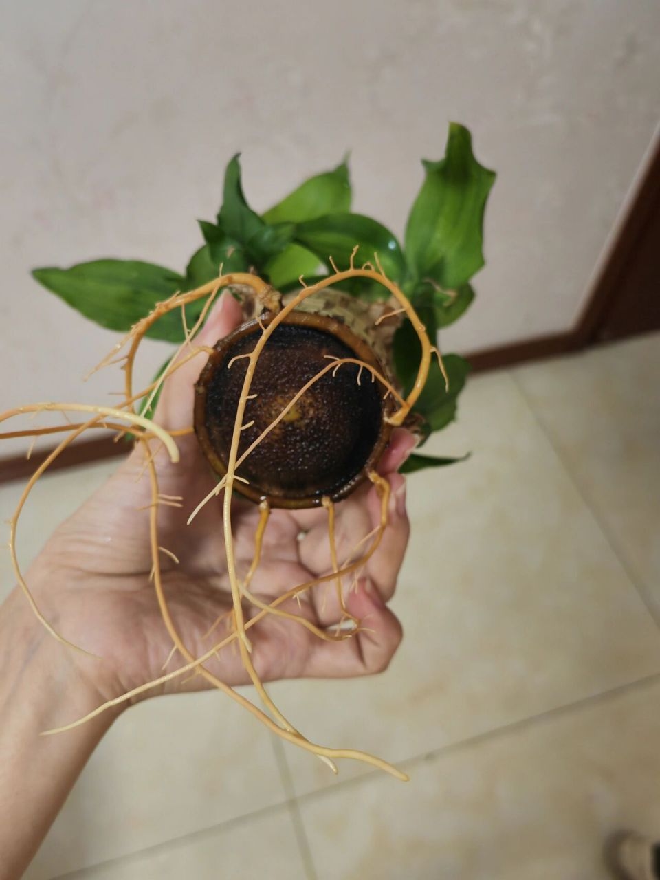 巴西木底部发黑 九敏,为啥会黑,是发霉了吗?巴西木一直水培可以吗?