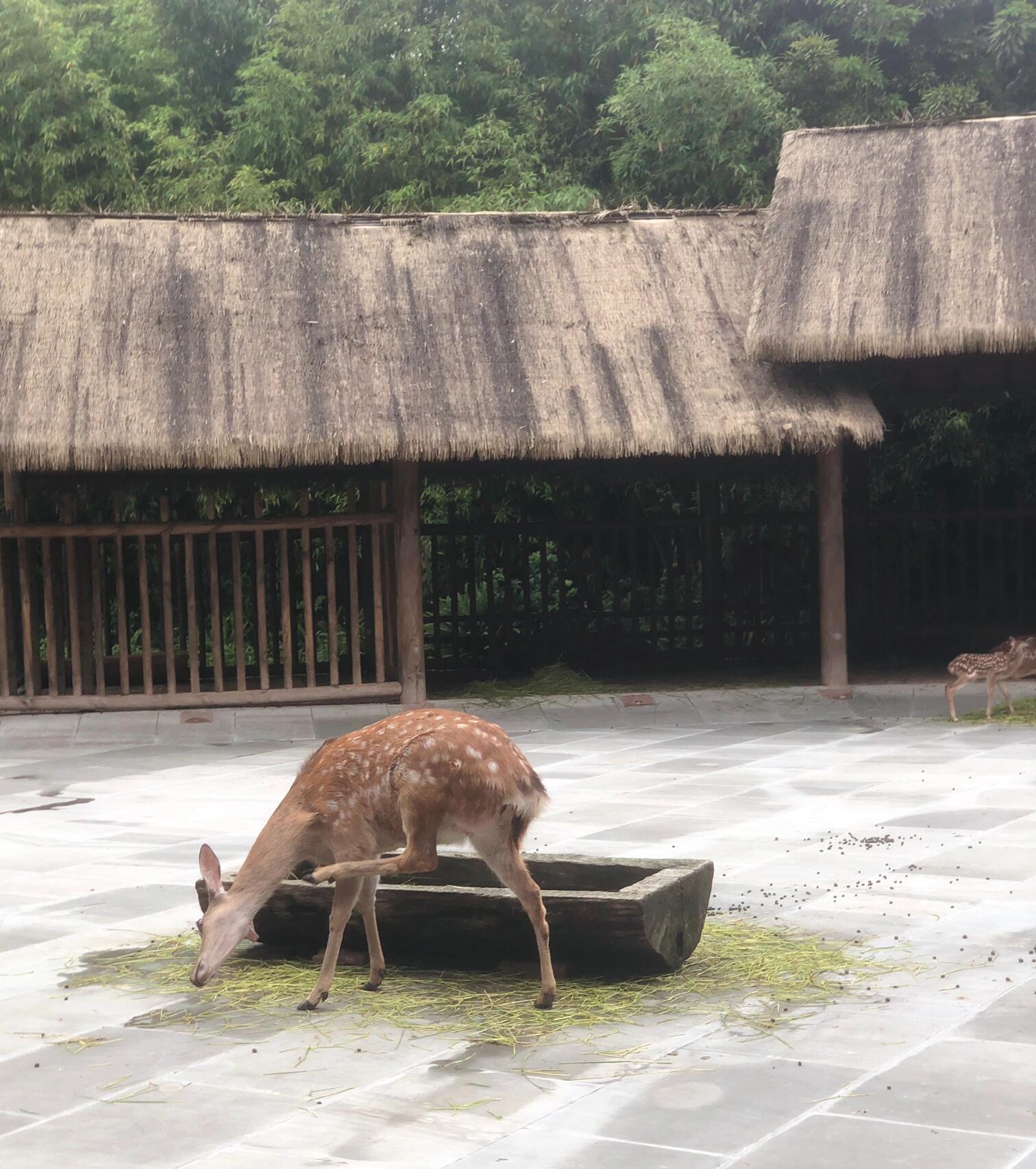 太阳神鸟-成都金沙遗址