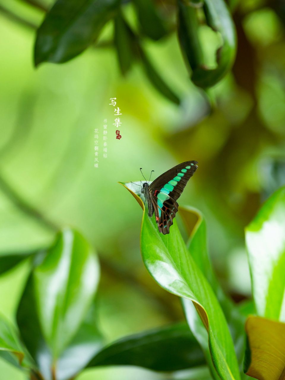 【写生百科】 樟青凤蝶,graphium sarpedon linnaeue,鳞翅