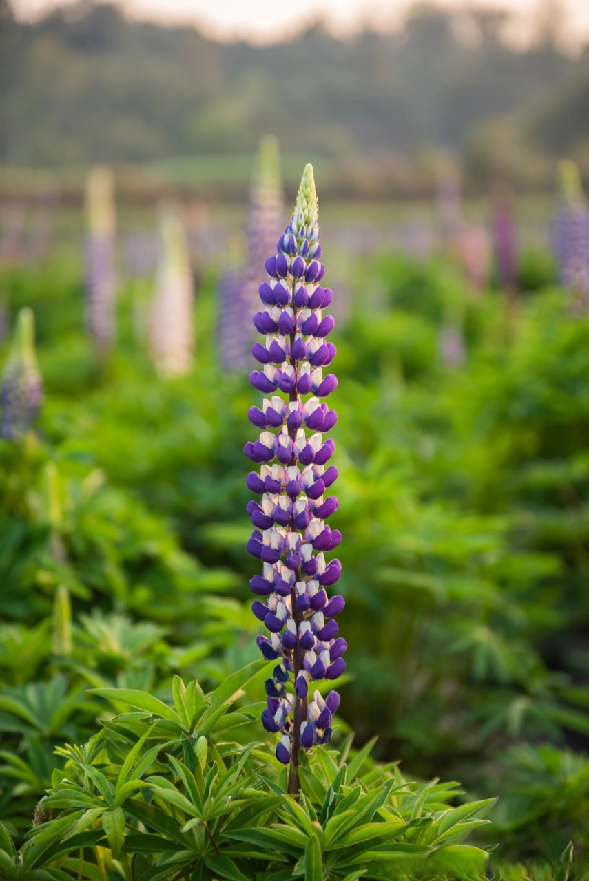 【龙川江畔鲁冰花】也许龙川江畔的鲁冰花庄园,不是腾冲热门景点,但