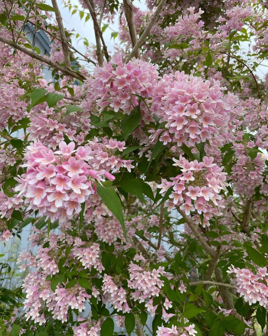 冷门植物推荐 粉花猥实