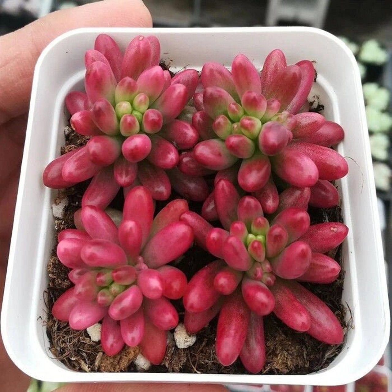 每天认识多一款肉肉9778|虹之玉锦| 名称:虹之玉锦 别名:极光