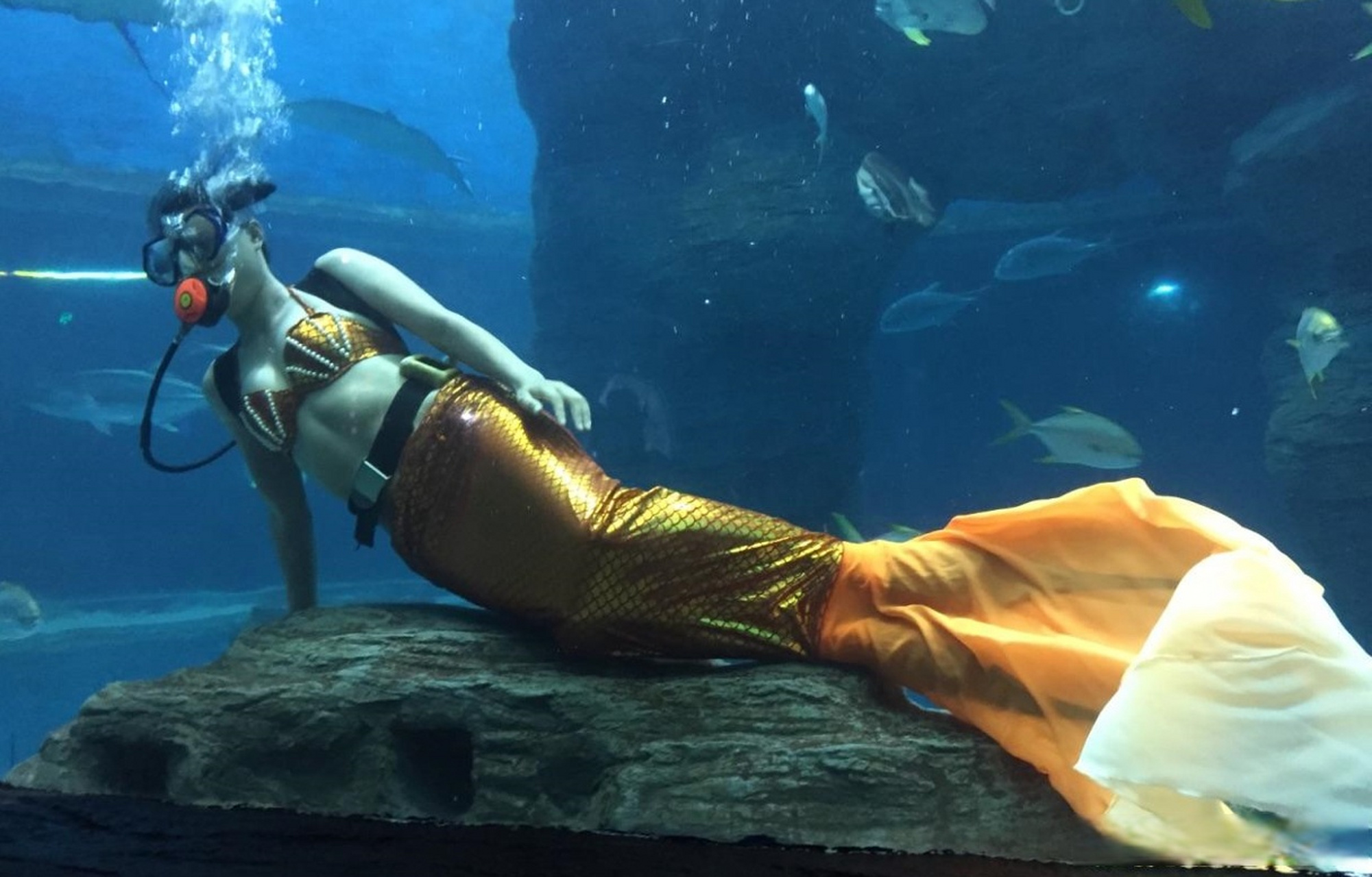 北海海洋之窗占地面积广阔,以海洋生物展览为主轴线,以互动式表演为