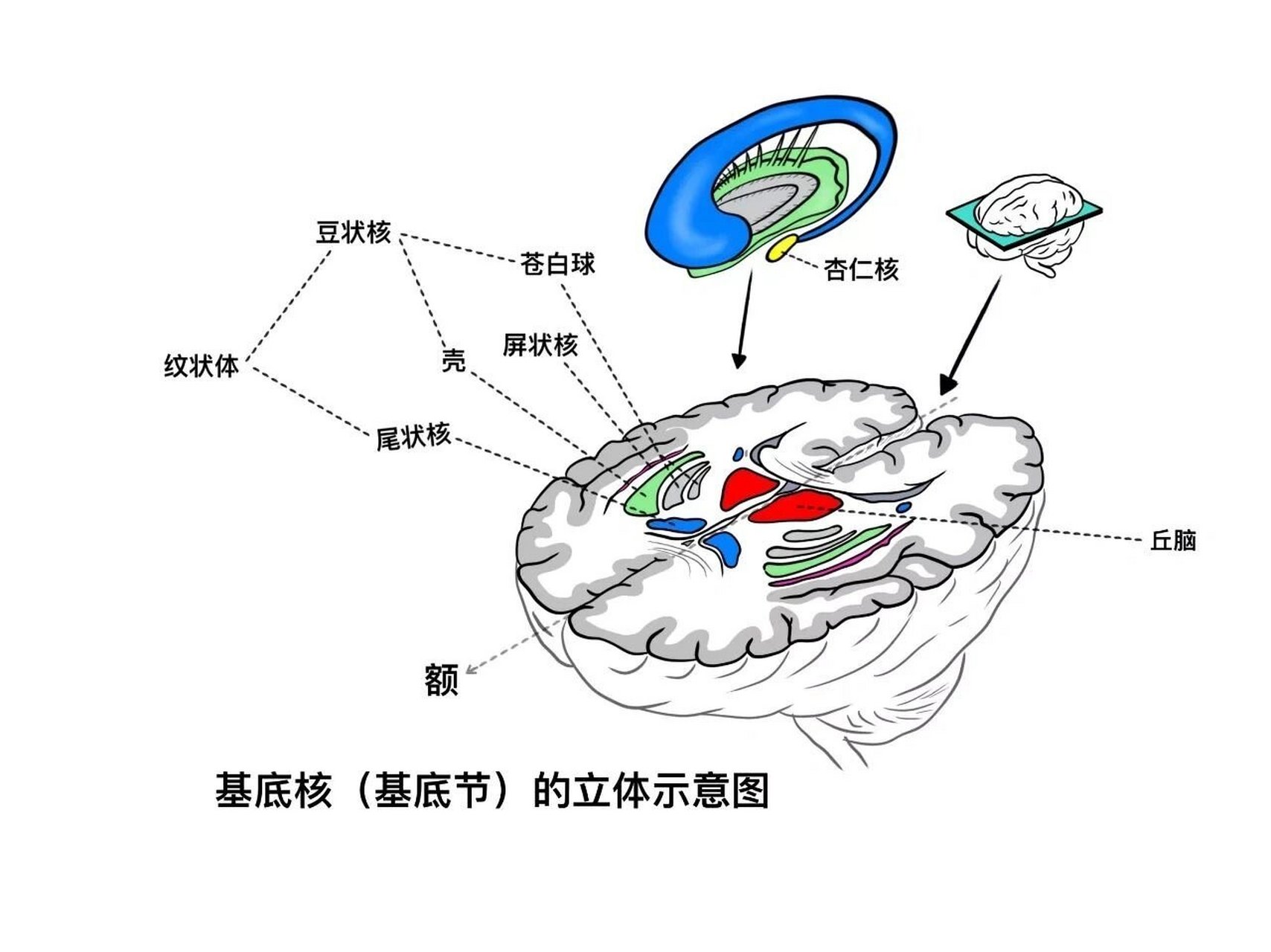 基底节区mri解剖图片