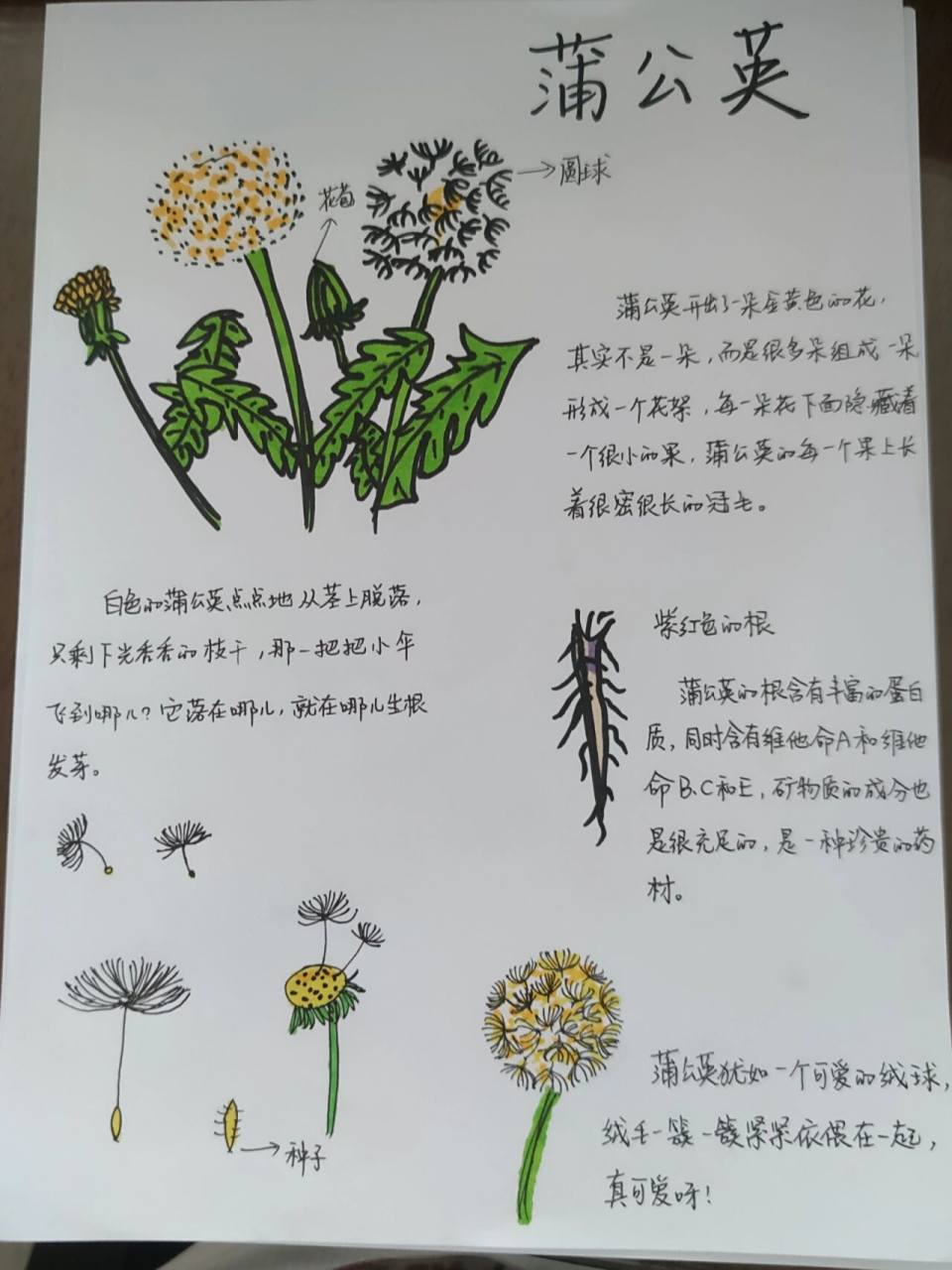 蒲公英自然笔记