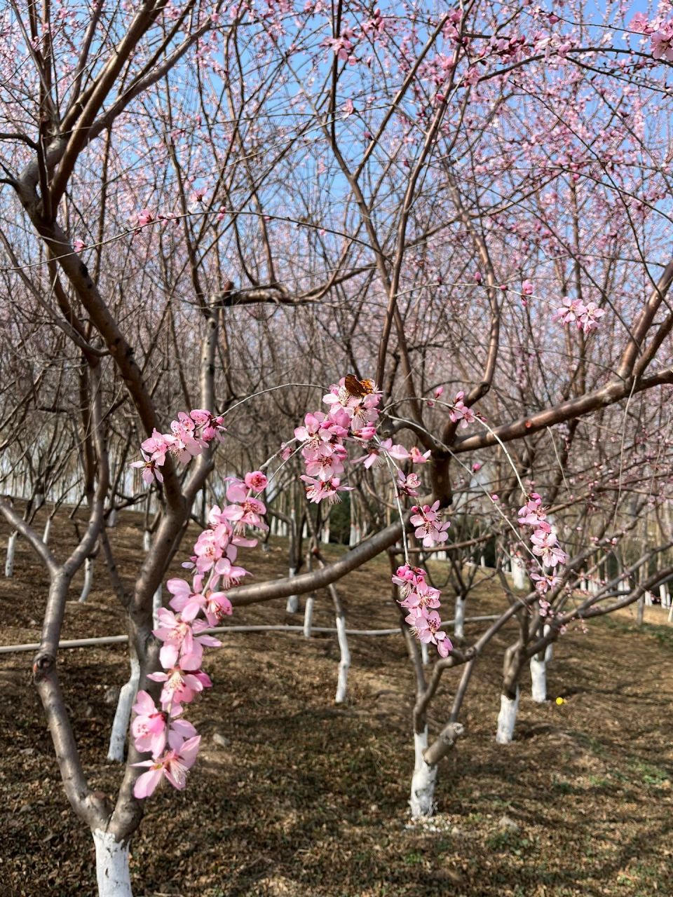 周末去哪儿(石家庄滹沱河赏桃花 阳春三月桃花朵朵盛开,美不胜收.