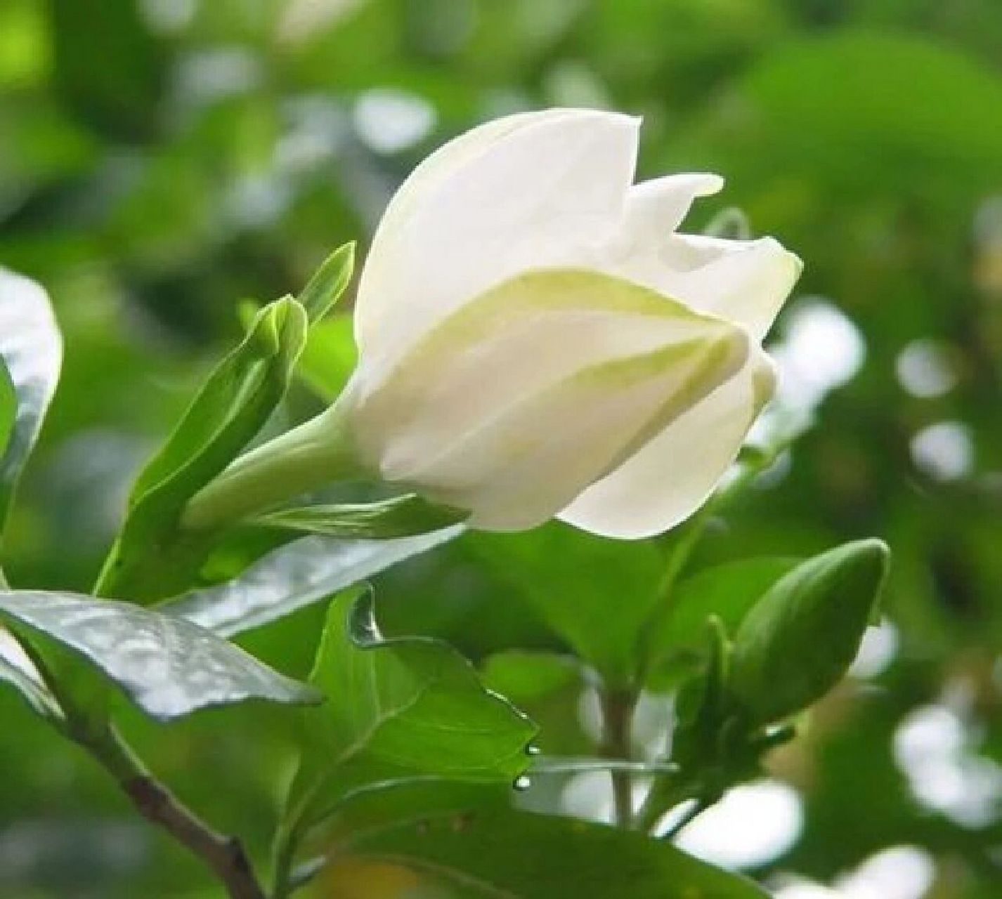 栀子花的花语  栀子(学名:gardenia jasminoides ellis)别名:黄栀子