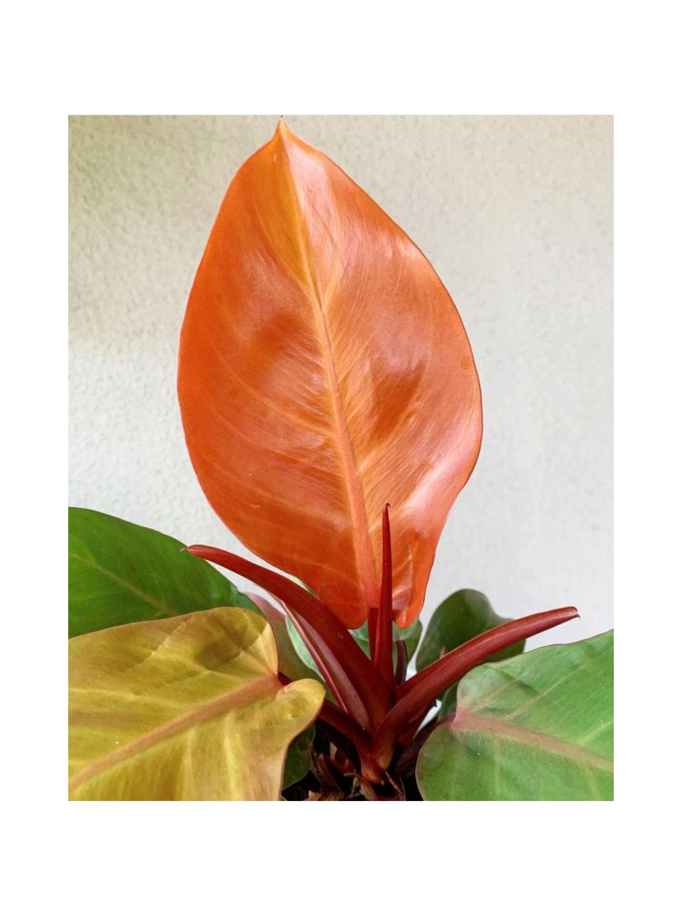 好养好看的室内植物推荐16橙王子蔓绿绒 橙王子蔓绿绒 (philodendron