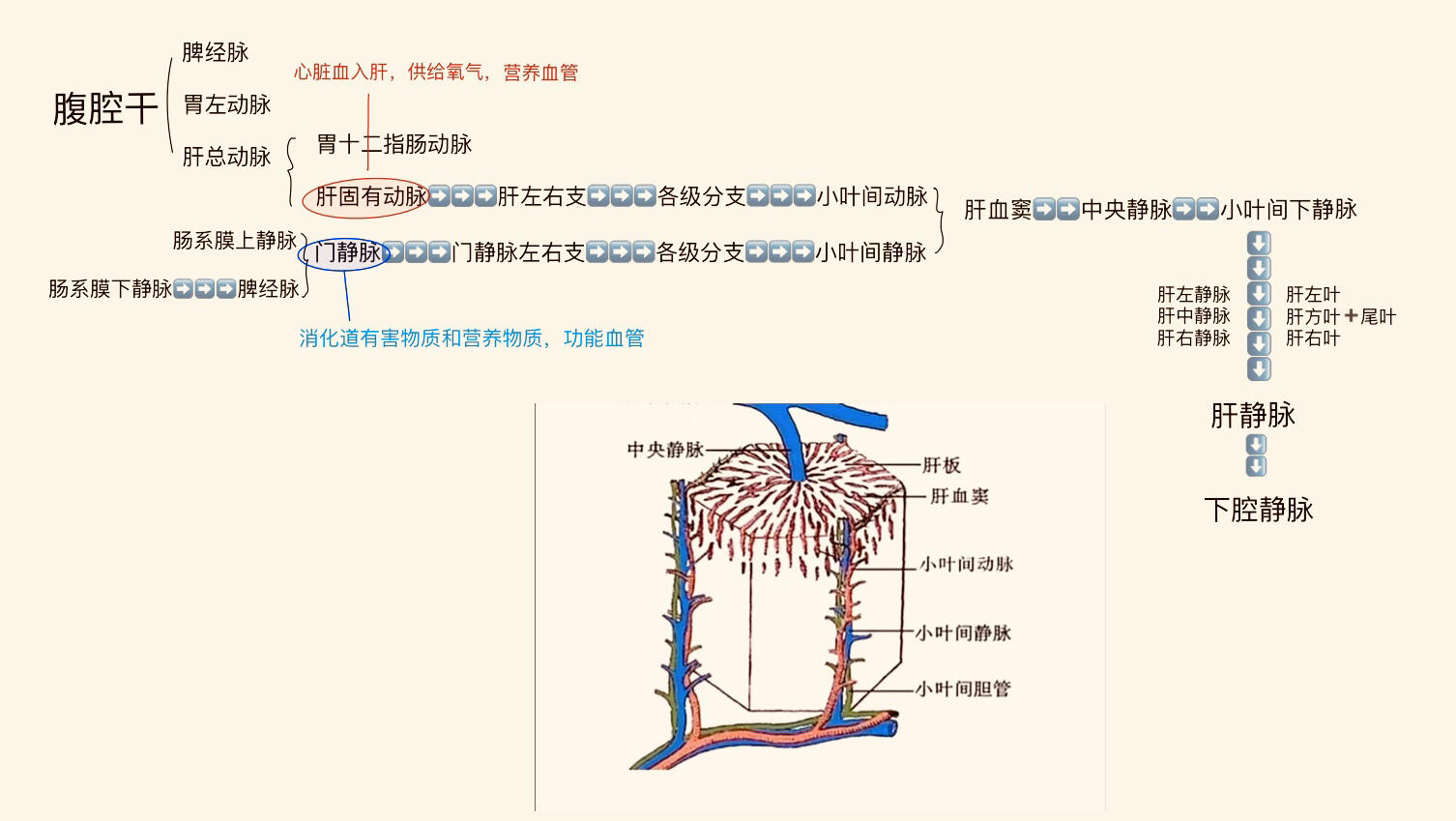 肝脏血管及侧支循环总结 ⚠️肝脏的双重血供指的是入肝有门静脉